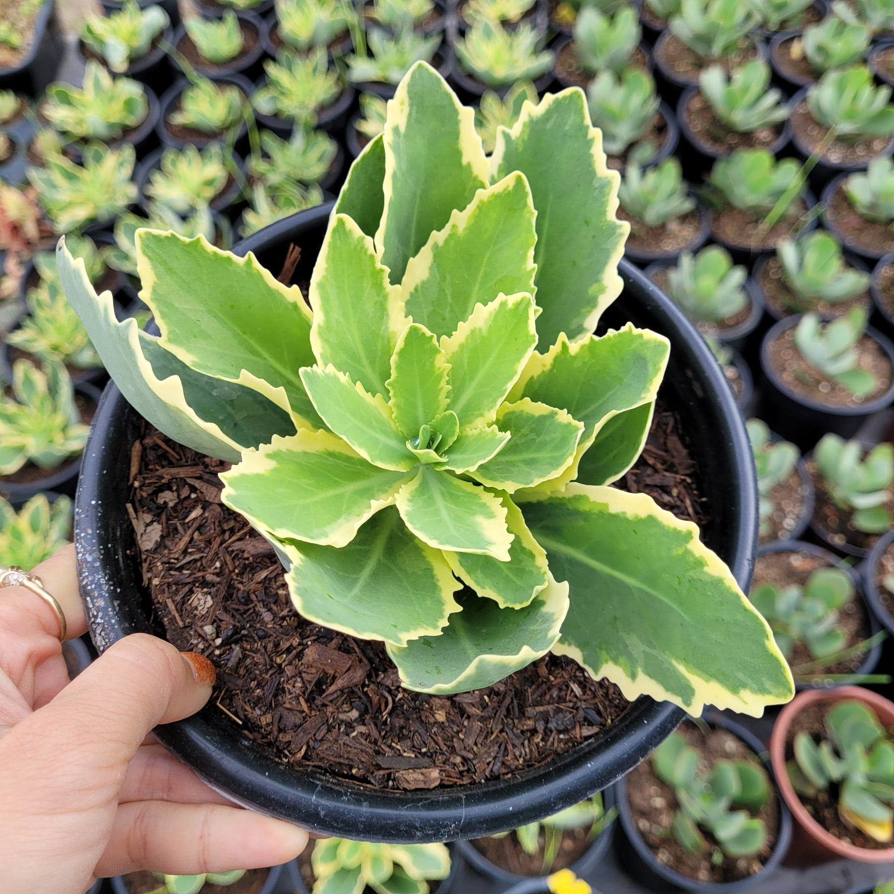 Sedum alboroseum 'Mediovariegatum' Variegated - Succulents Depot