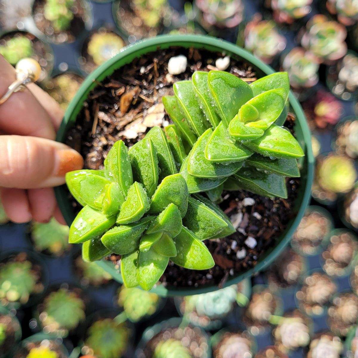 Crassula 'Springtime'