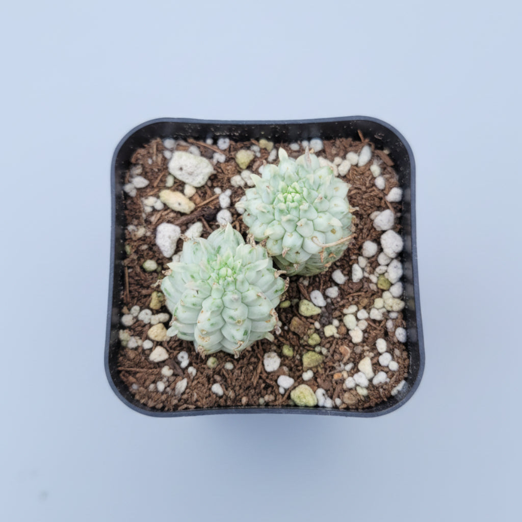 Variegated Corn Cob Cactus Euphorbia mammillaris in gritty soil.