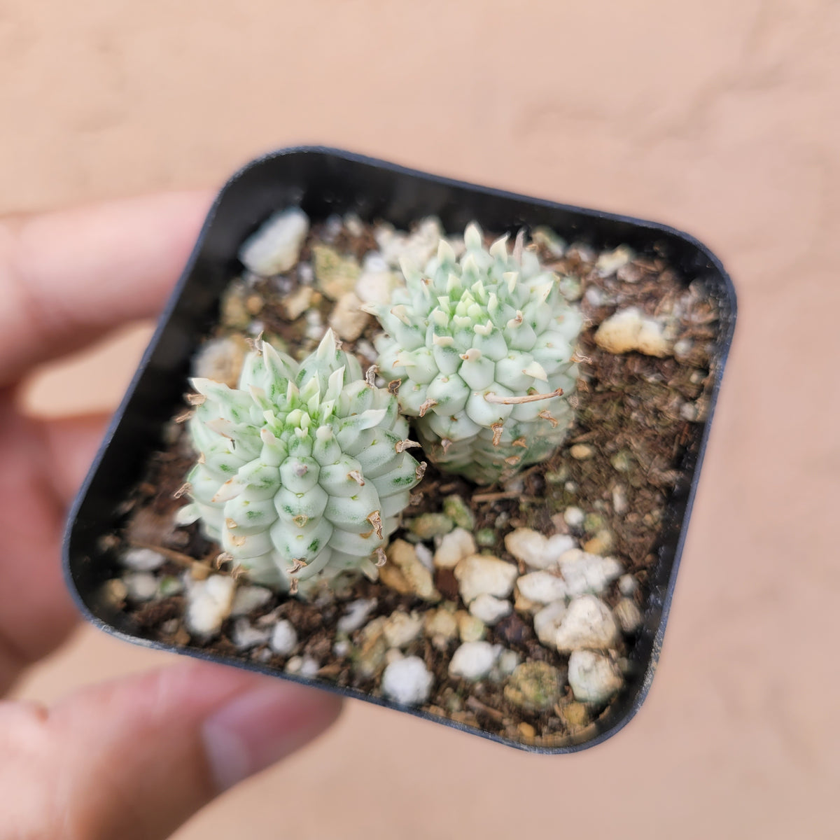 Variegated Corn Cob Cactus Euphorbia mammillaris - Succulents Depot