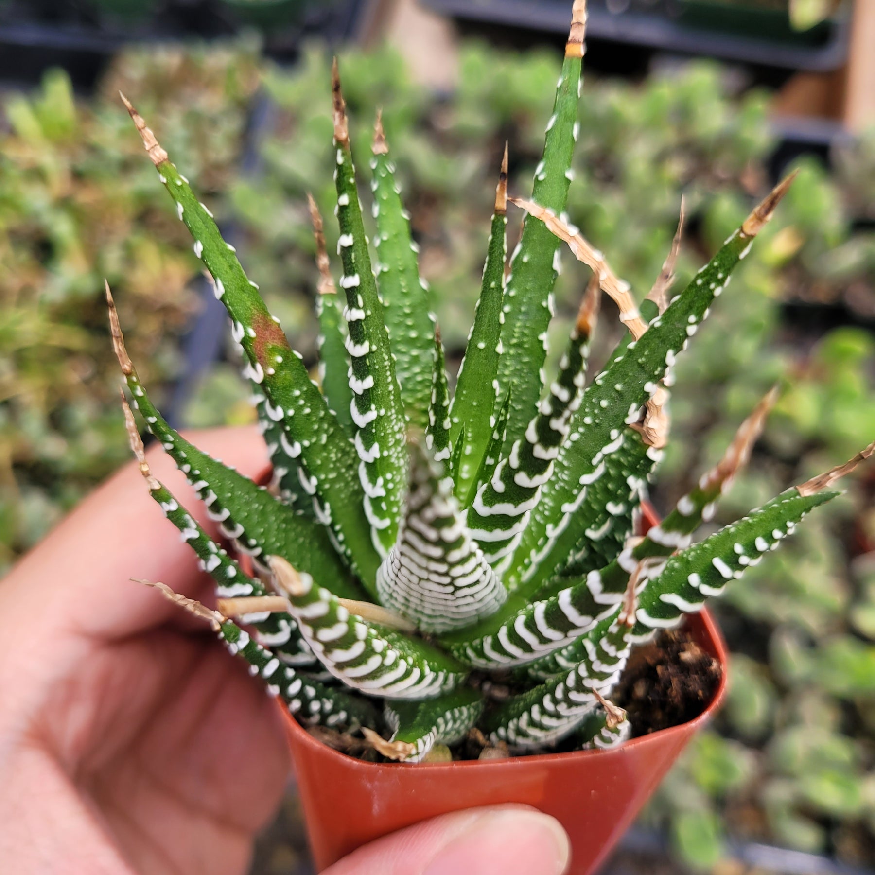 Haworthia fasciata - Zebra Plant