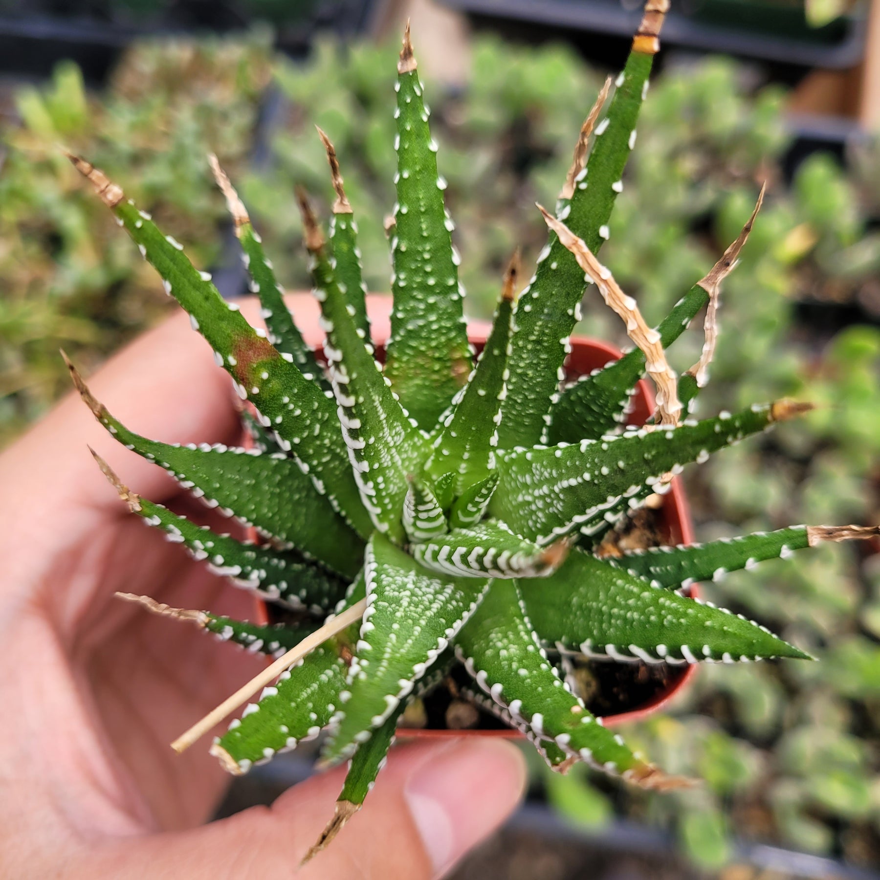 Haworthia fasciata - Zebra Plant