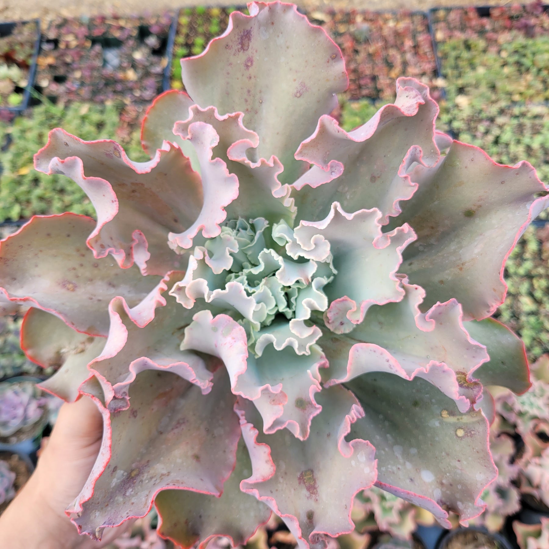 Echeveria 'Dick's Pink' - Succulents Depot