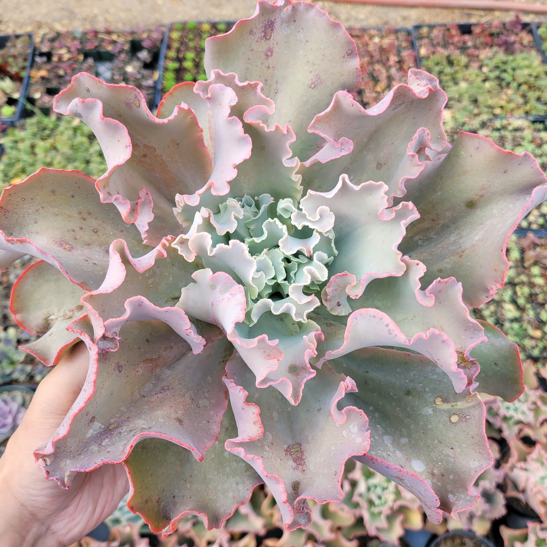 Echeveria 'Dick's Pink' - Succulents Depot