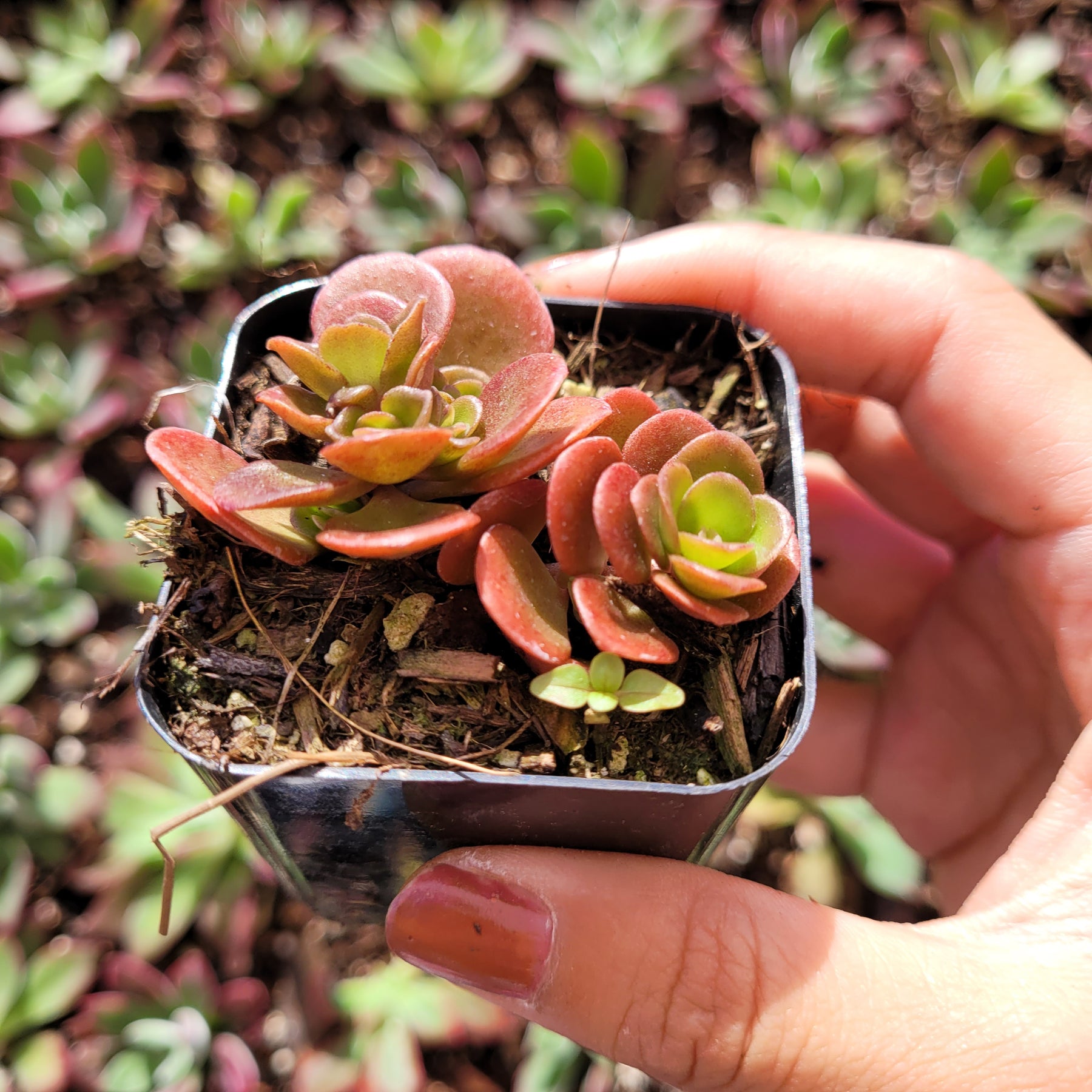 Sedum tetractinum 'Coral Reef' - Chinese Stonecrop