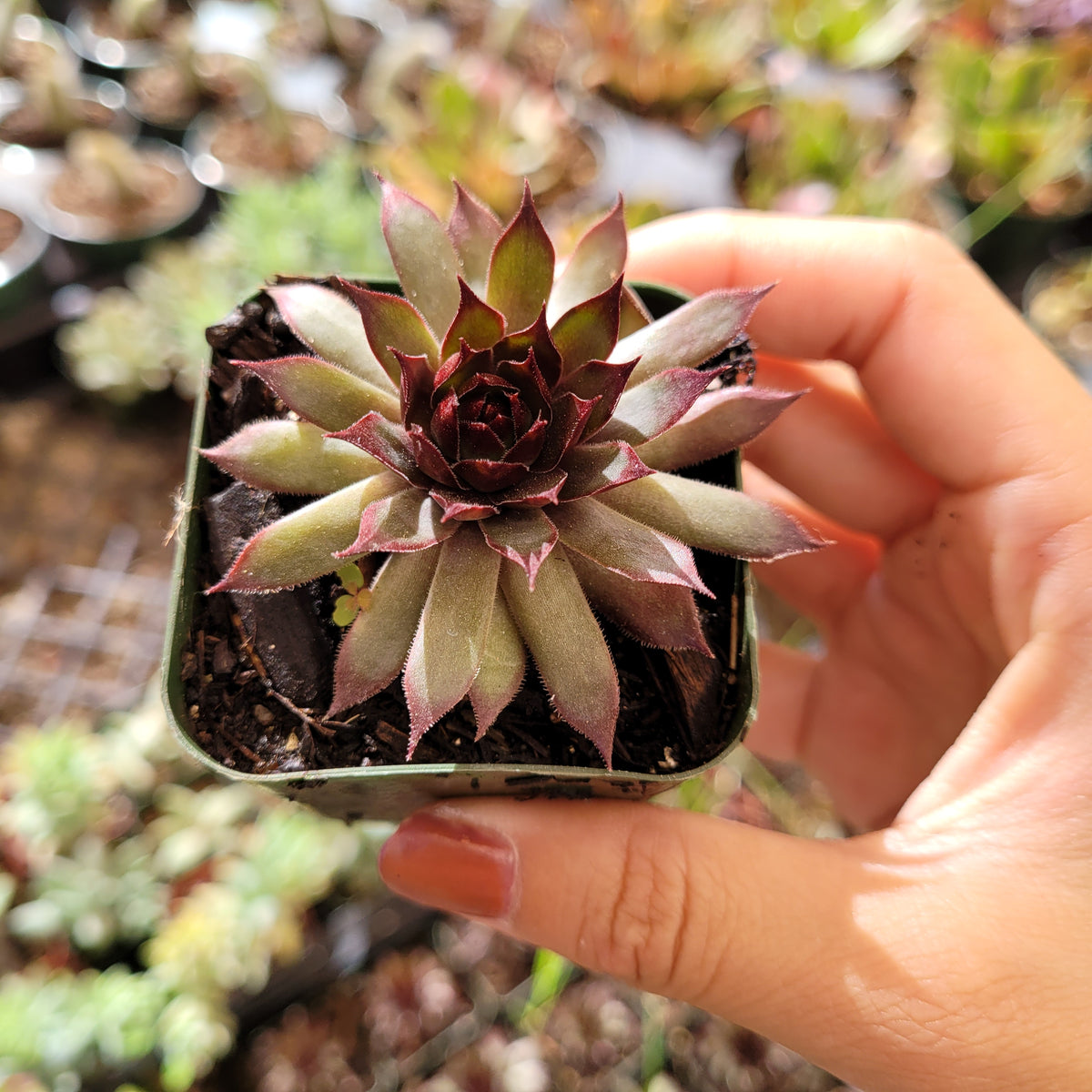 Sempervivum Autumn Apple succulent held in hand, reddish tips.