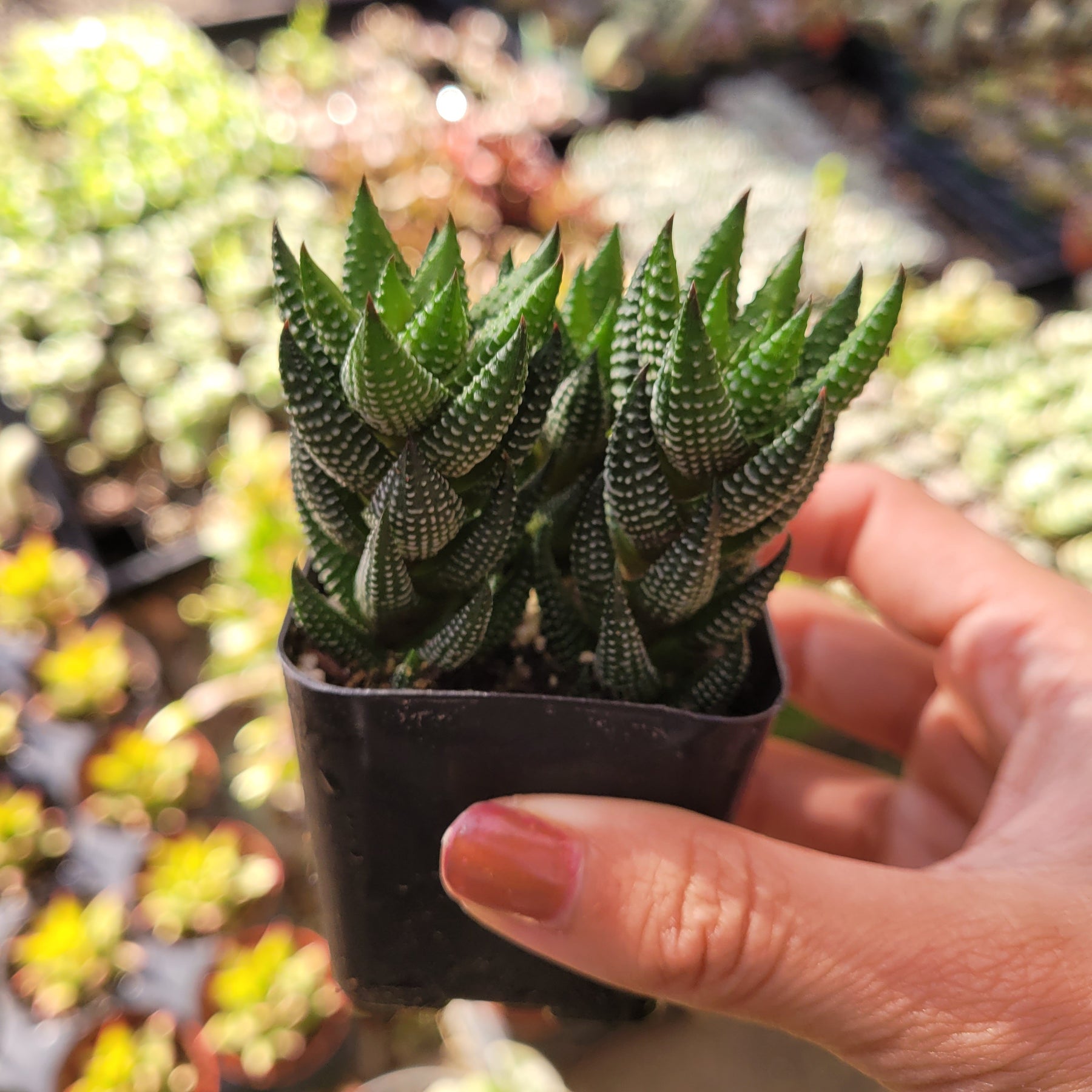 Haworthia reinwardtii 'African Pearls' - Succulents Depot