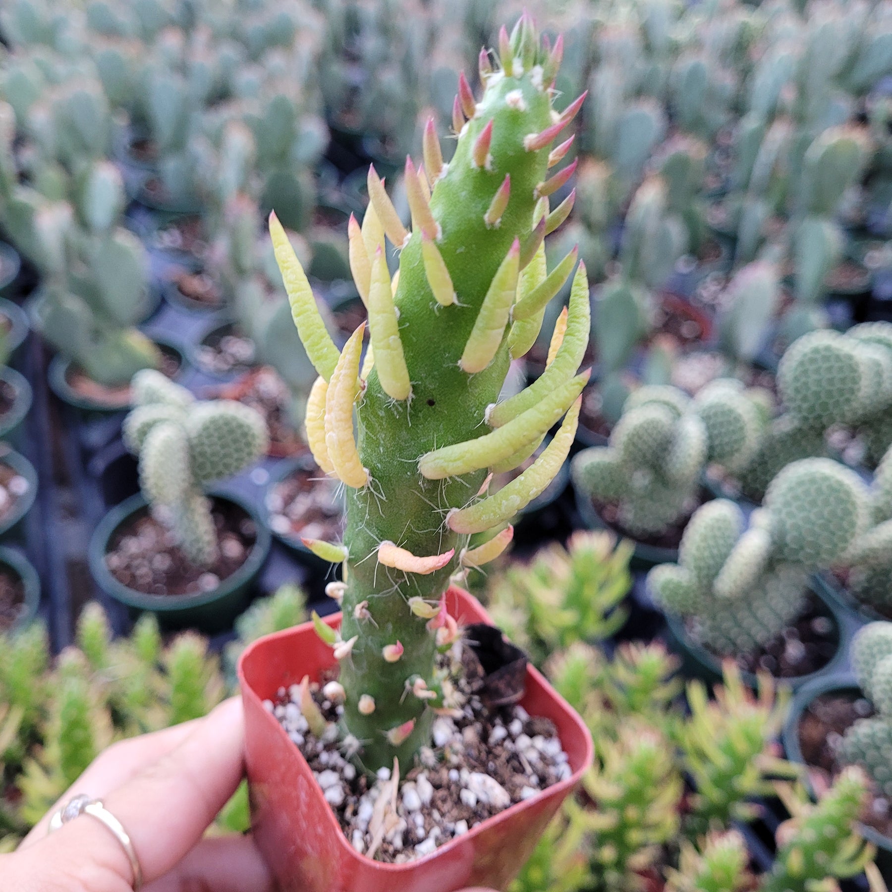 Opuntia Subulata Eve’s Needle Cactus - Succulents Depot