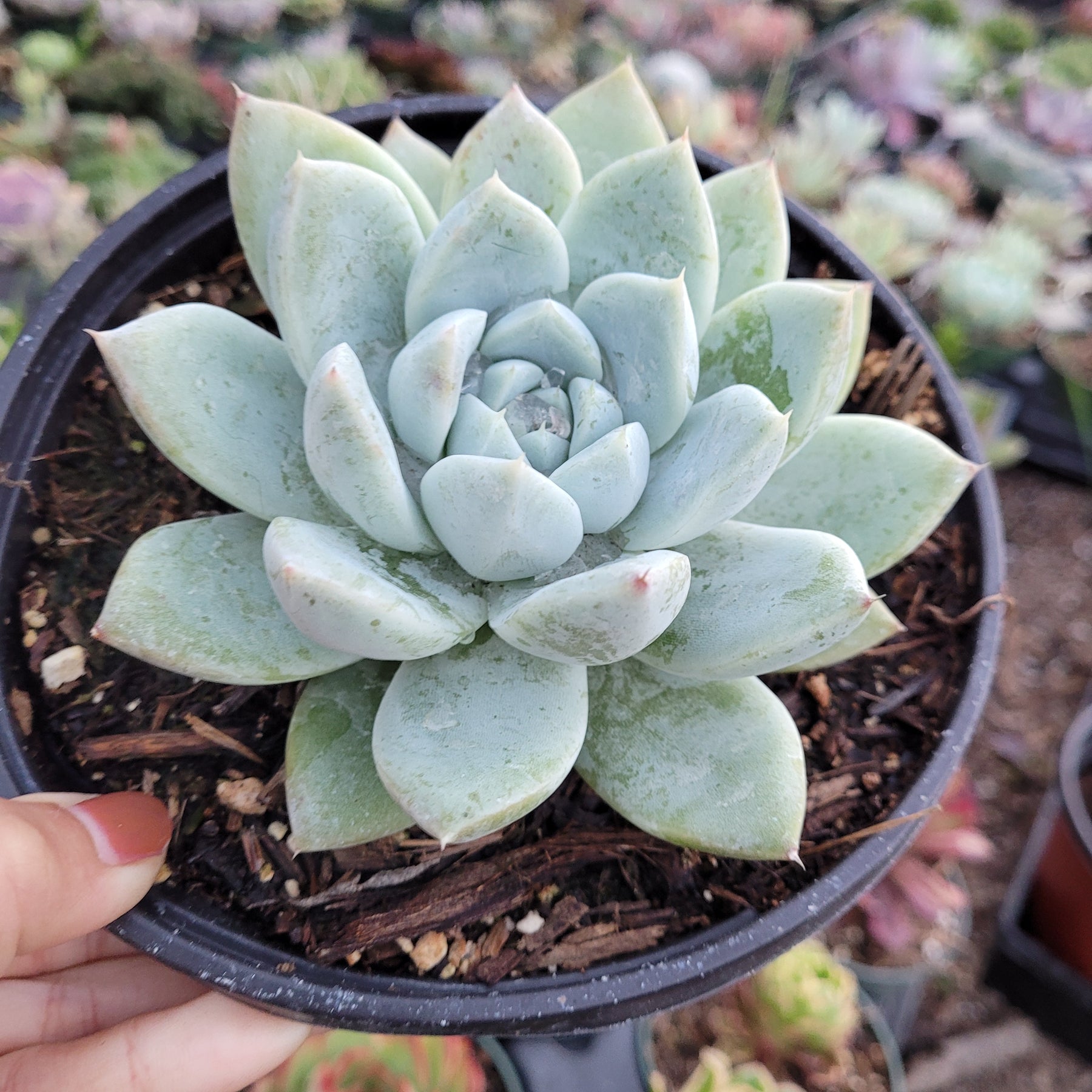 Echeveria Alba beauty