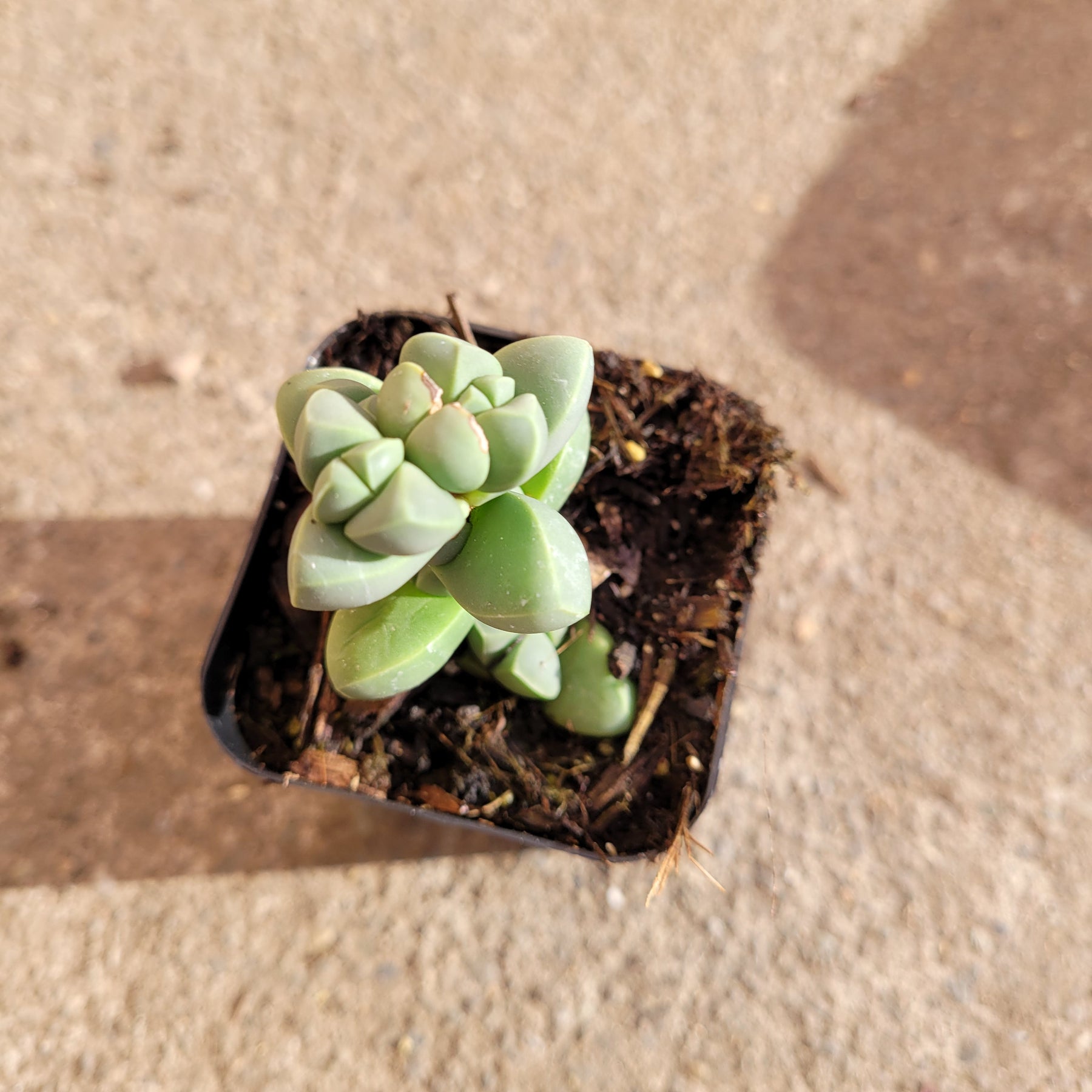 Corpuscularia lehmannii - Ice Plant