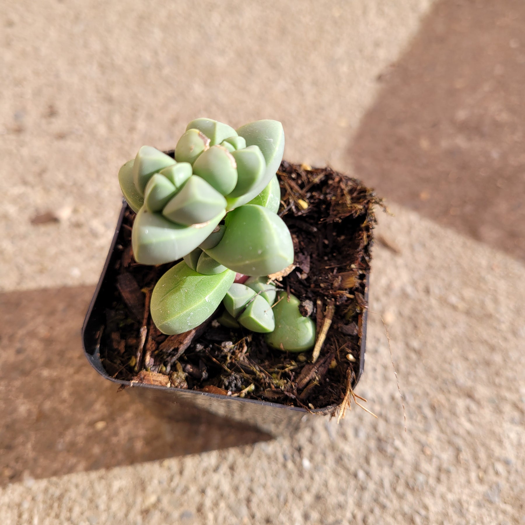 Corpuscularia lehmannii - Ice Plant