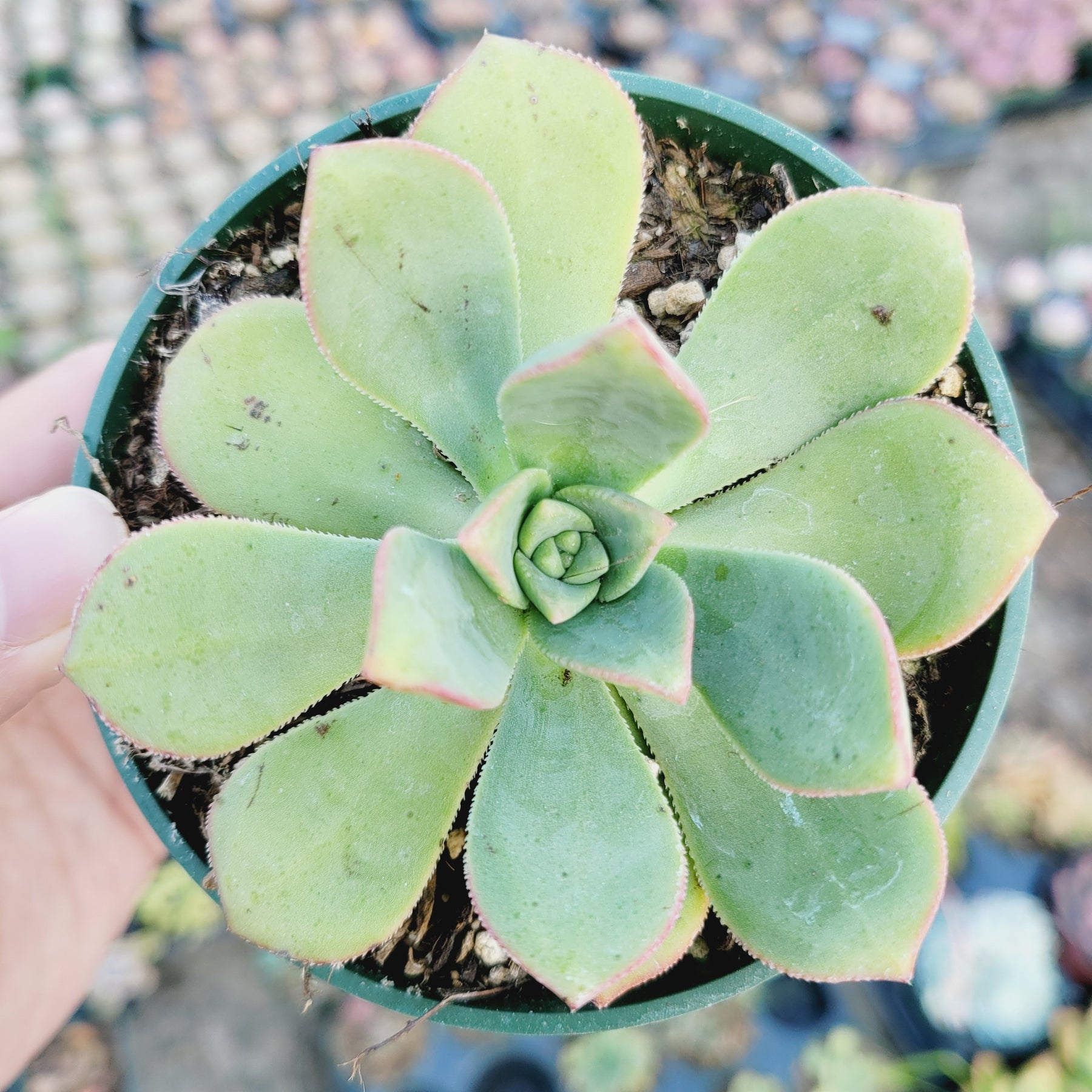 Aeonium haworthii 'Pinwheel Aeonium' - Succulents Depot