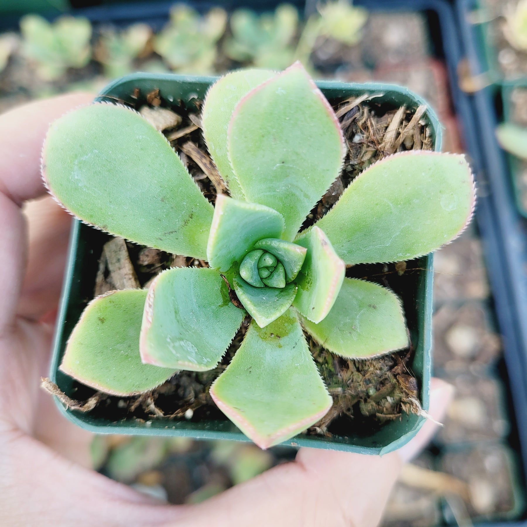 Aeonium haworthii 'Pinwheel Aeonium' - Succulents Depot