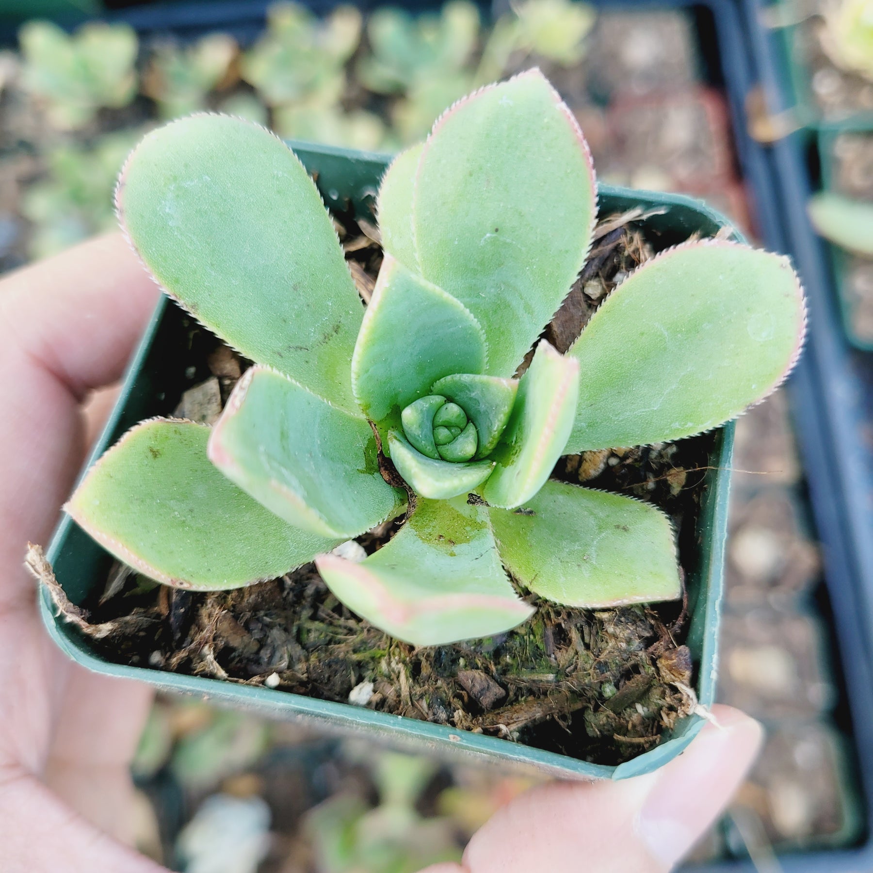 Aeonium haworthii 'Pinwheel Aeonium' - Succulents Depot