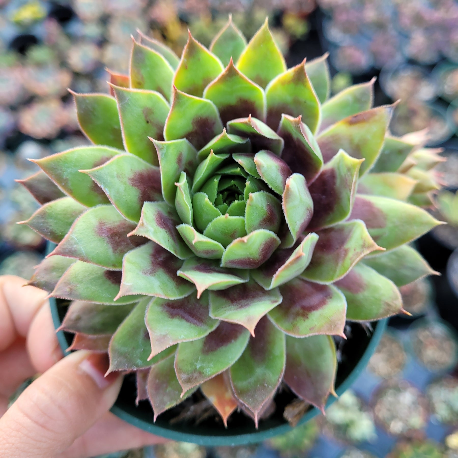 Sempervivum Chick Charms® Cranberry Cocktail™ - Succulents Depot