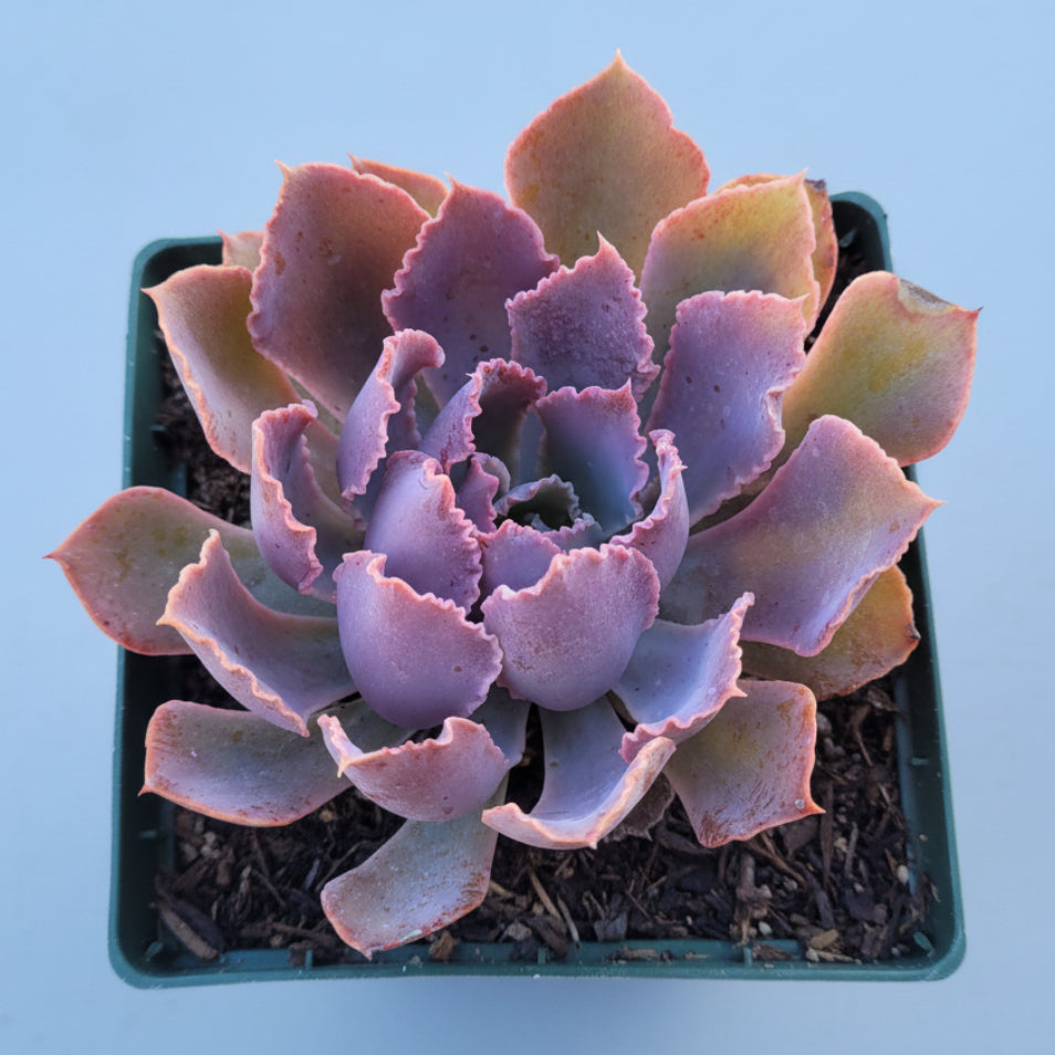 Echeveria 'Neon Breakers' succulent in nursery pot.