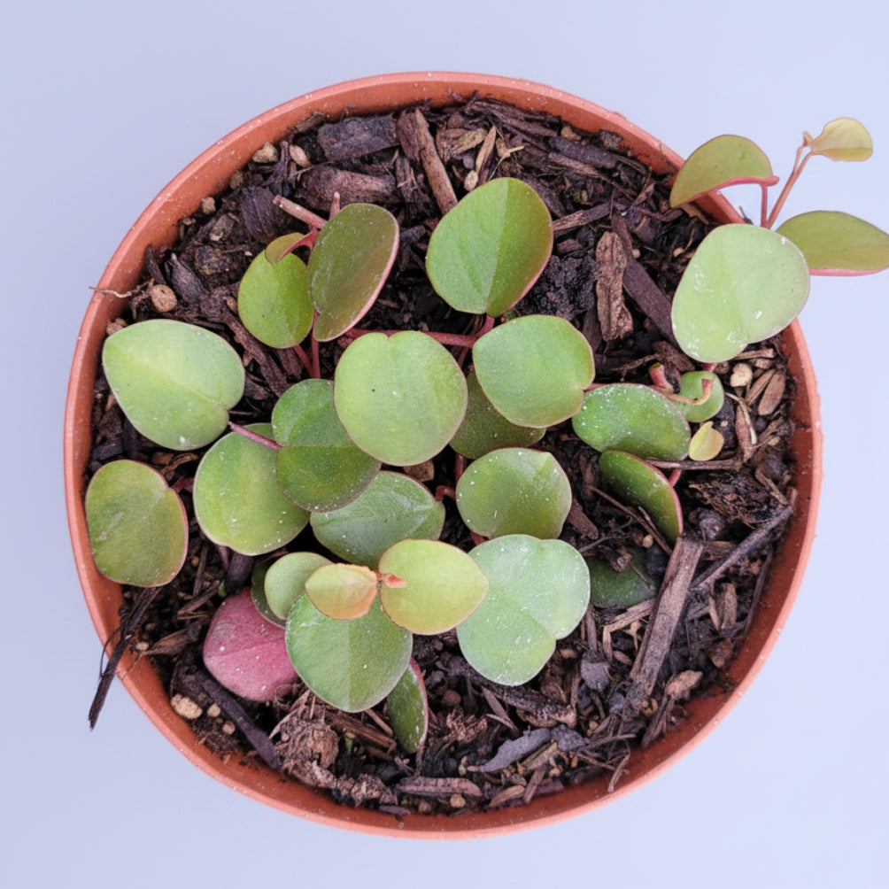 Peperomia 'Ruby Cascade' with round leaves and reddish stems.