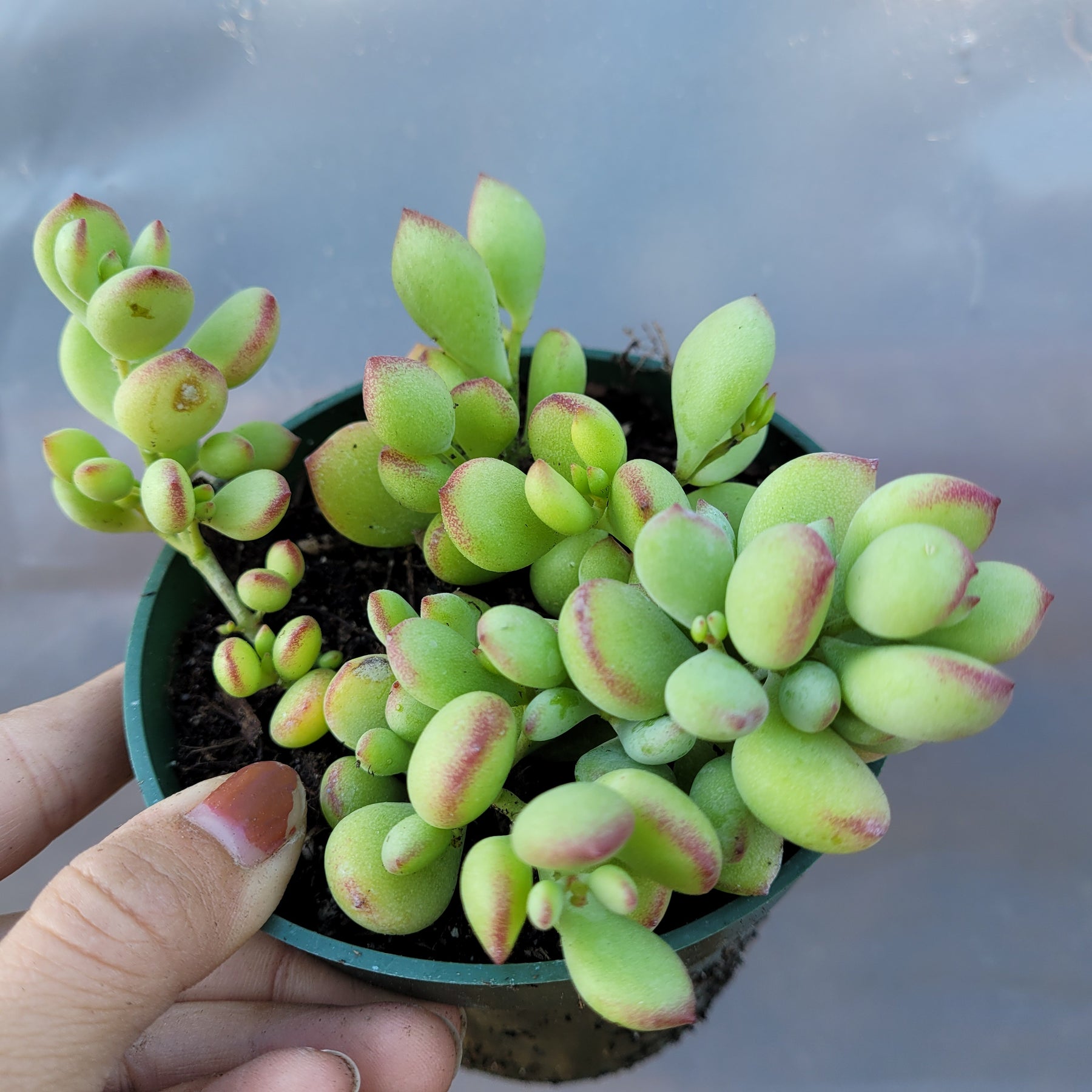 Cotyledon pendens - Succulents Depot