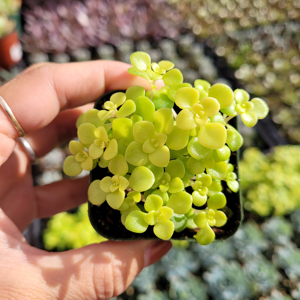 Sedum makinoi 'Ogon' in hand, vibrant chartreuse leaves.