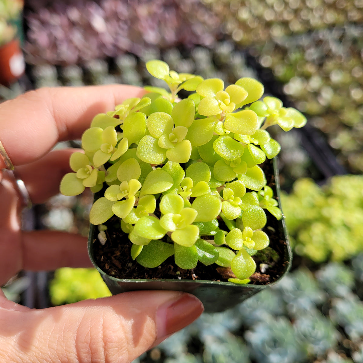 Sedum makinoi 'Ogon' Japanese Stonecrop in pot.