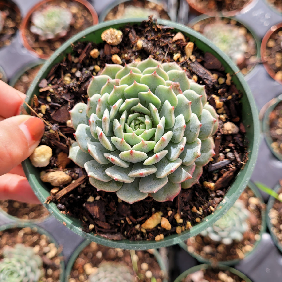 Echeveria Pinwheel Hybrid in small nursery pot.
