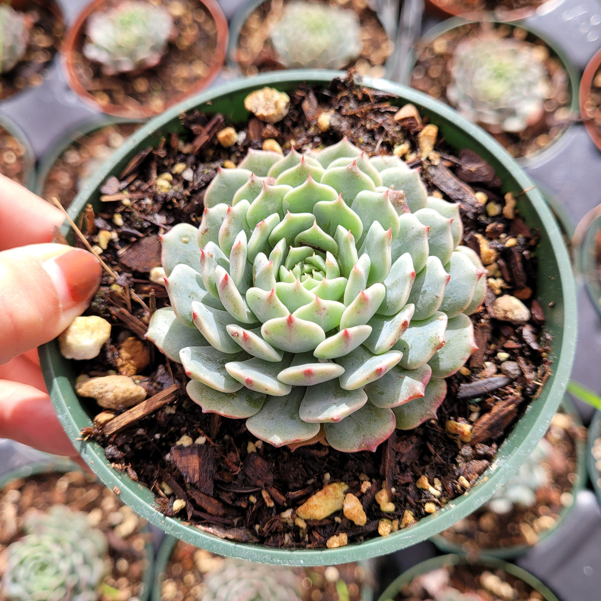 Echeveria Pinwheel Hybrid in a green nursery pot.