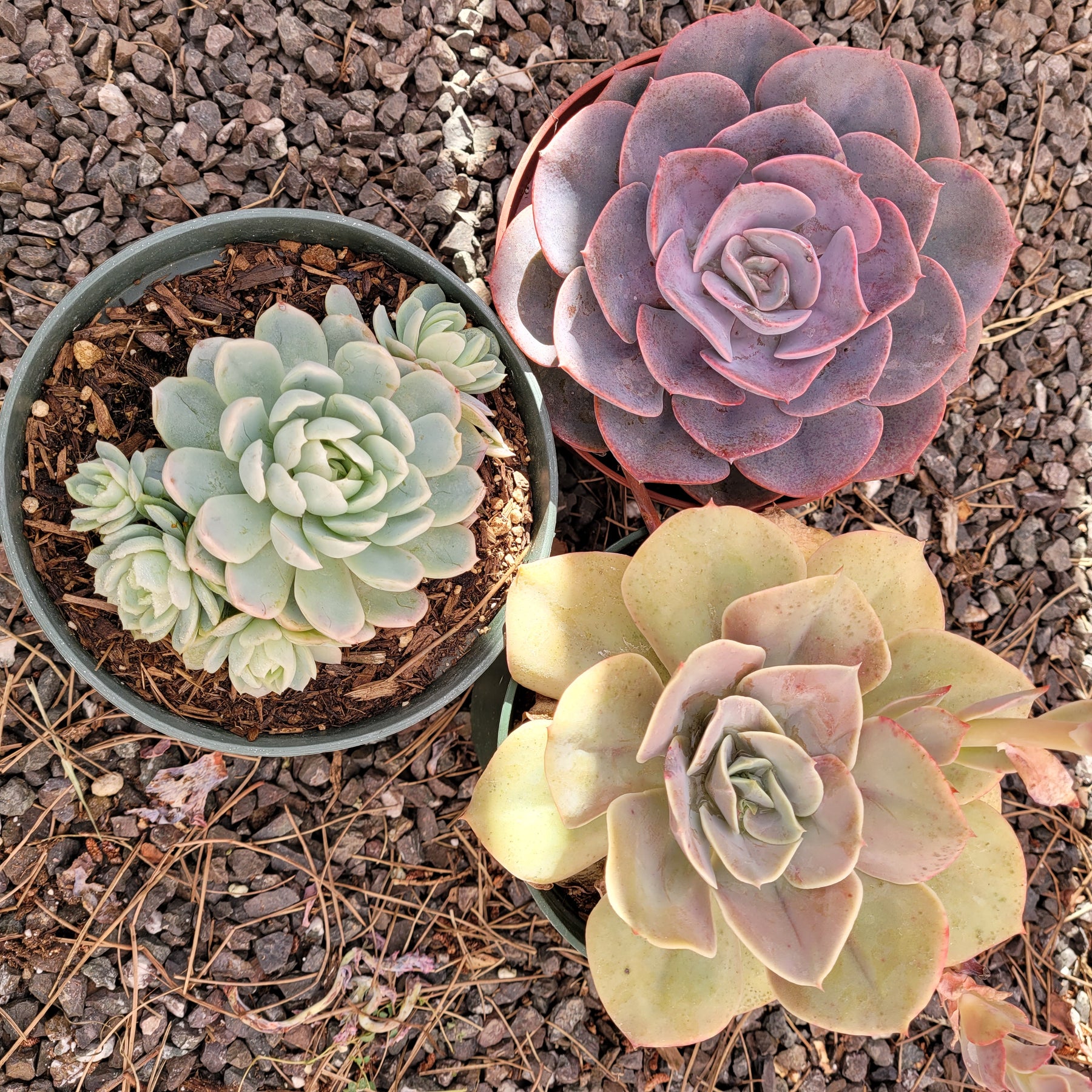 Assorted Succulent Set Shown in 6" Pots