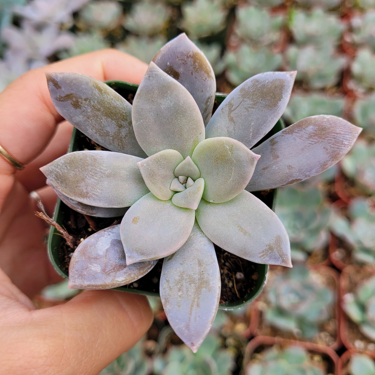 Graptopetalum superbum succulent held in hand.