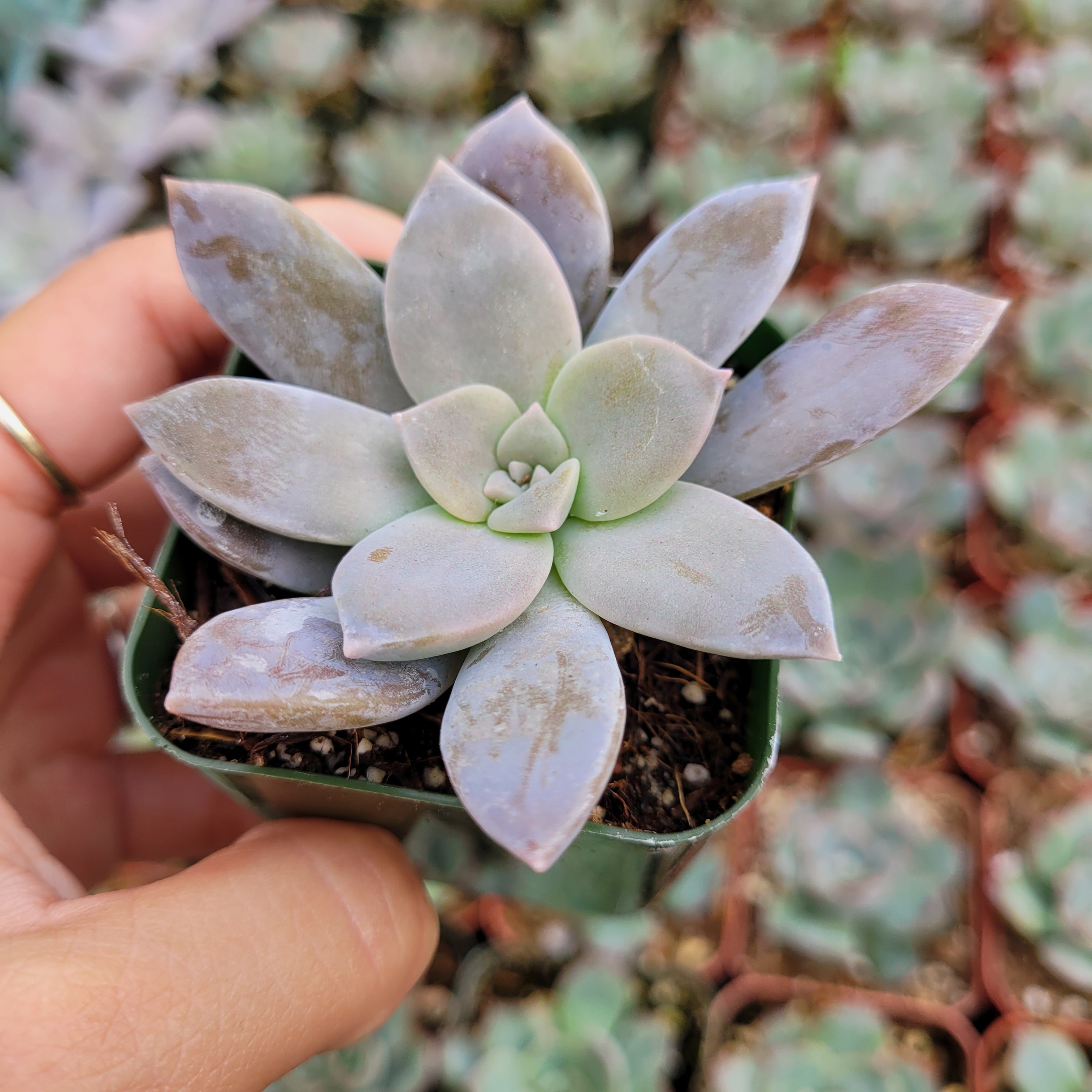 Graptopetalum superbum -