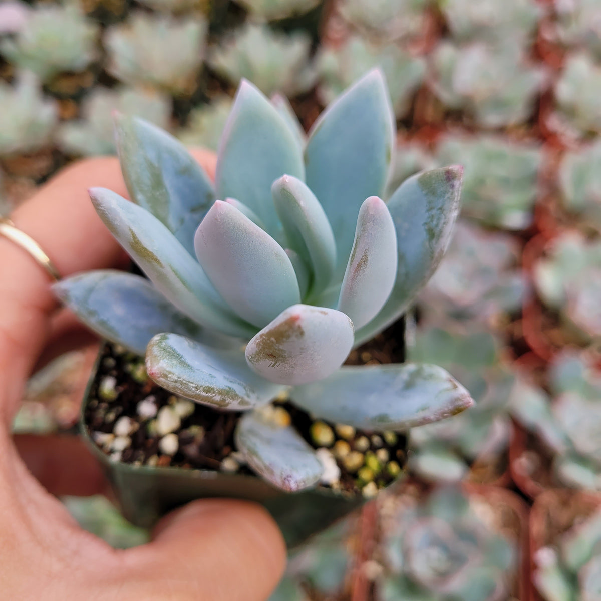 Pachyveria 'Powder Puff' succulent in a small nursery pot.