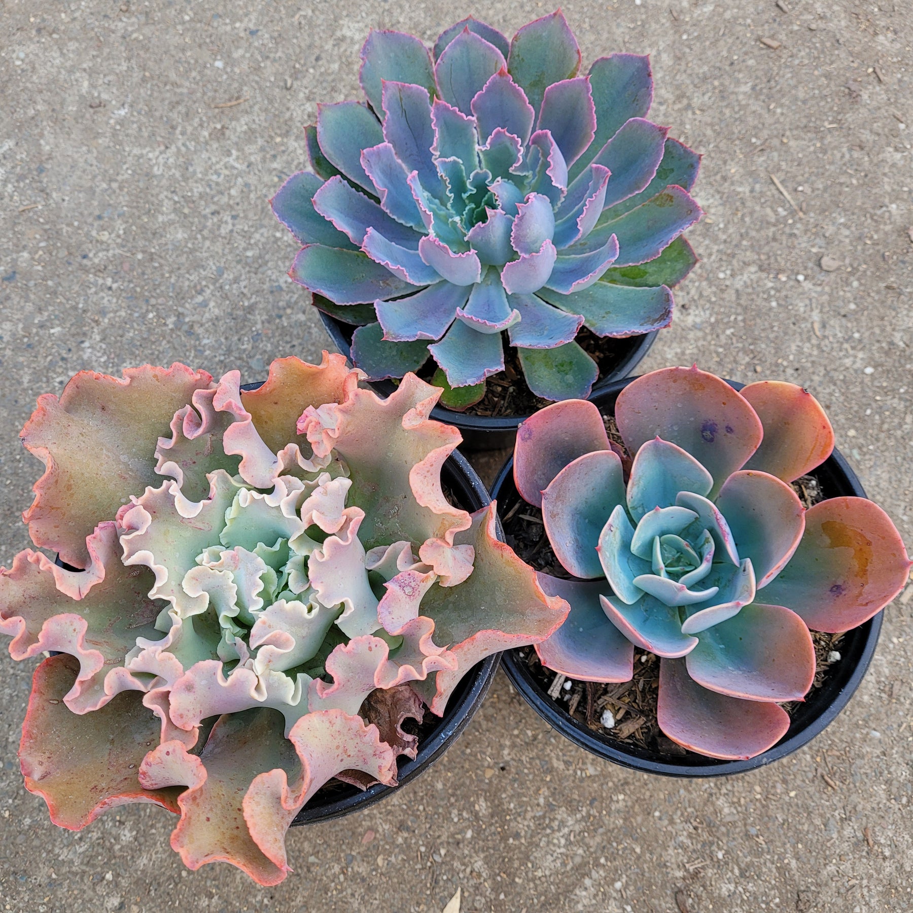 Assorted Succulent Set Shown in 6" Pots