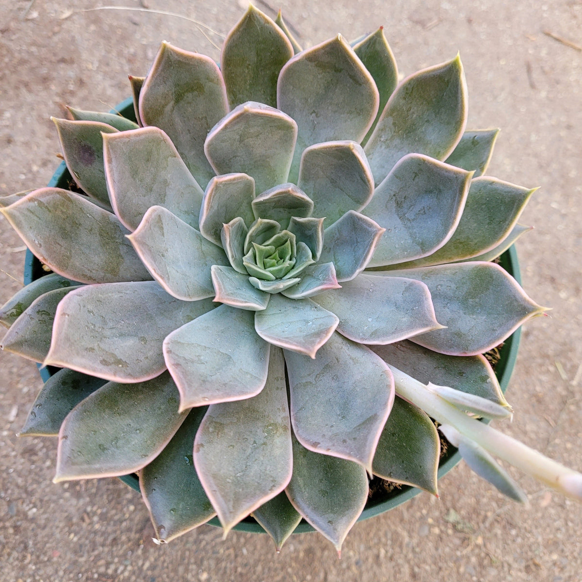 Echeveria 'Mensa' succulent with bluish-green, pink-edged rosette leaves.