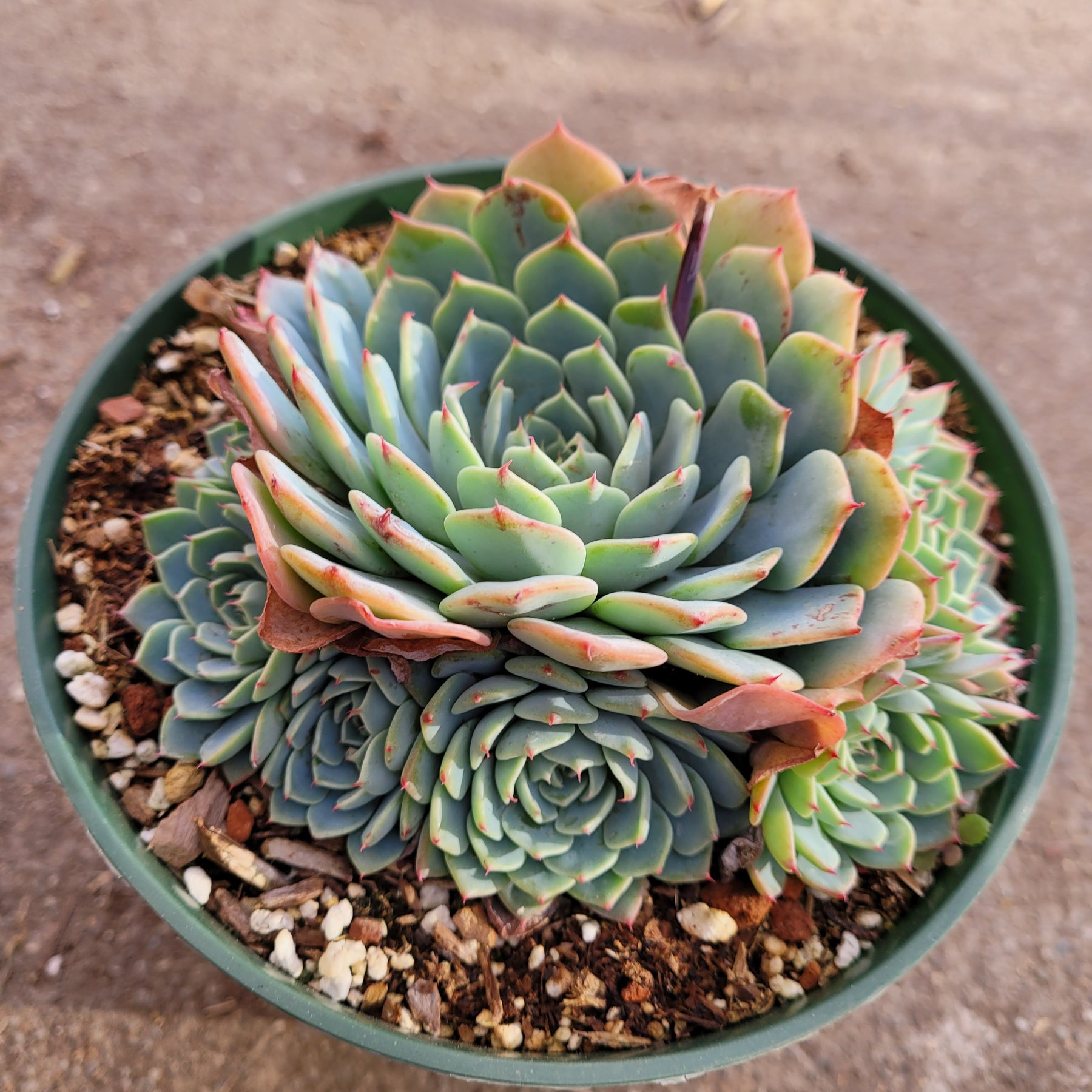 Echeveria Azulita Cluster - Succulents Depot