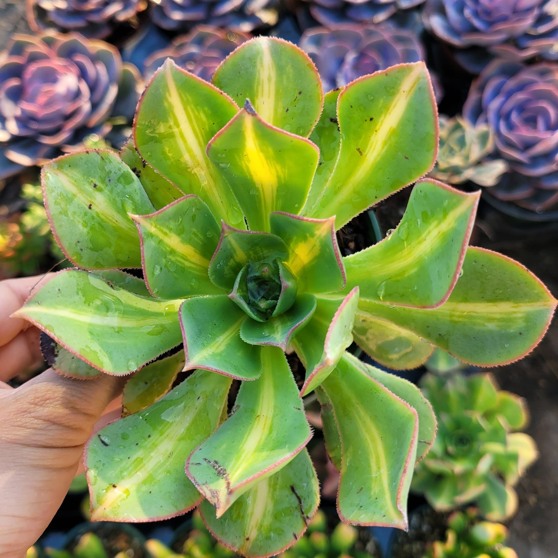 Aeonium 'Starburst'