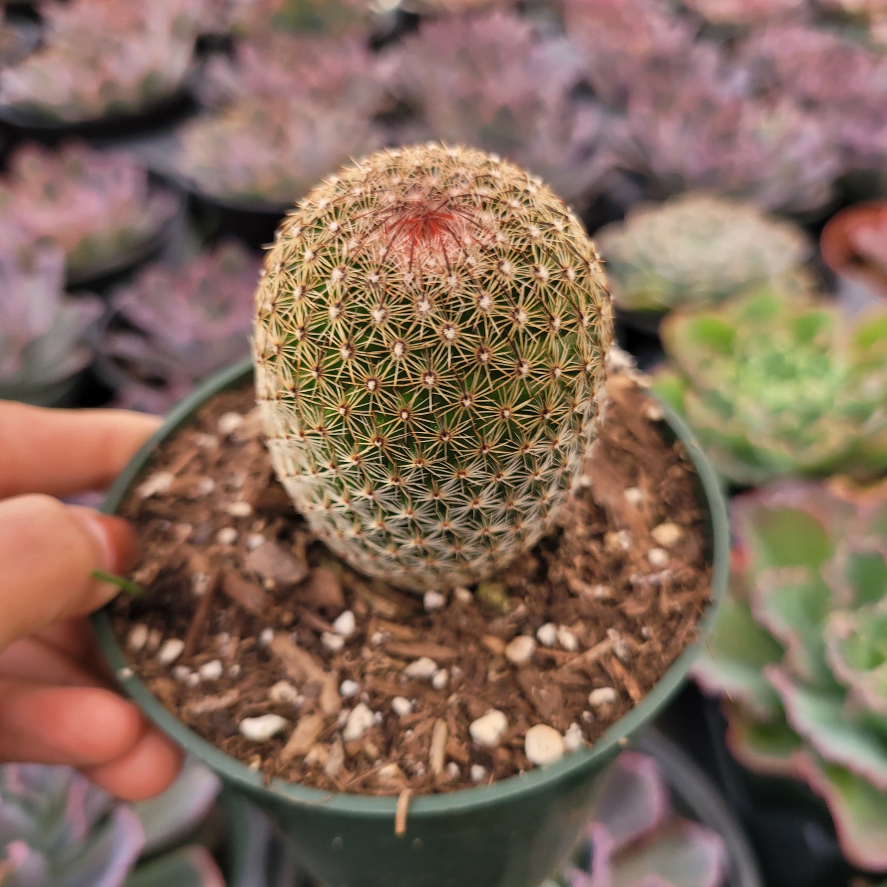 Mammillaria matudae - Thumb Cactus - Succulents Depot