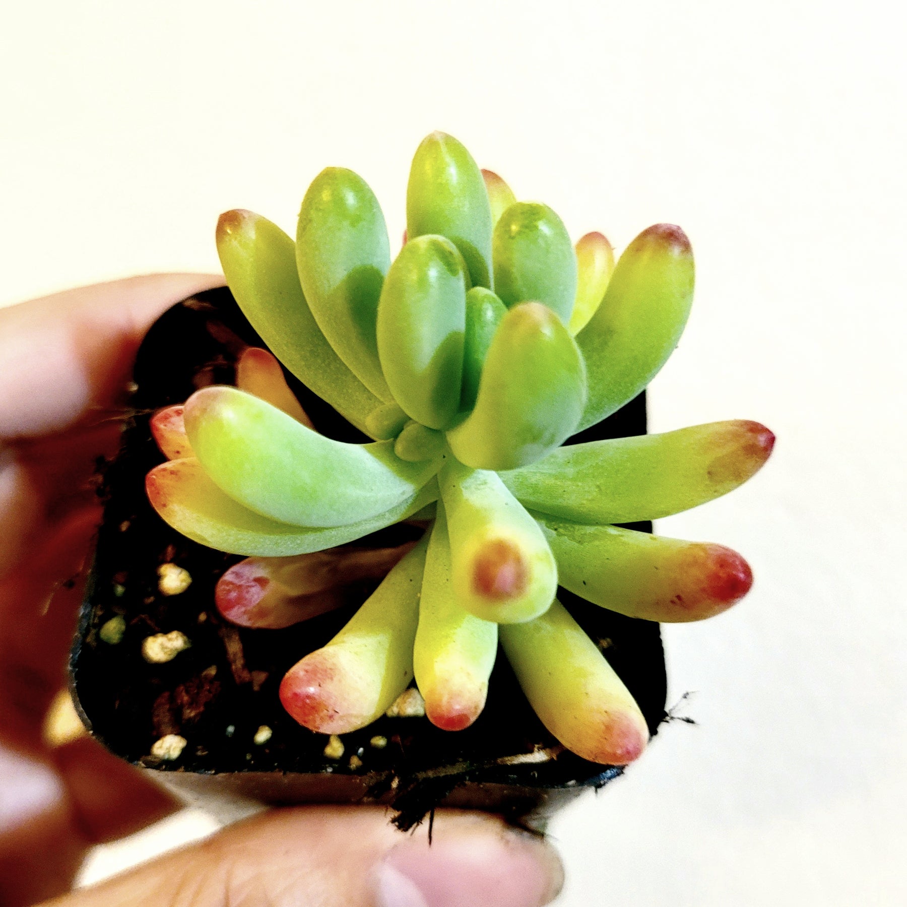 Sedum pachyphyllum 'Jelly Beans'