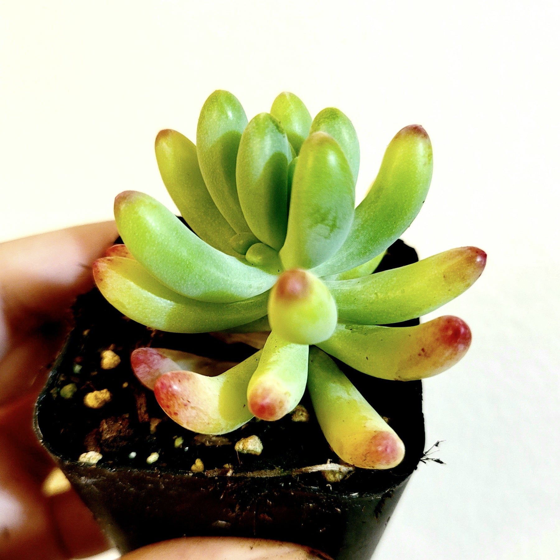 Sedum pachyphyllum 'Jelly Beans'