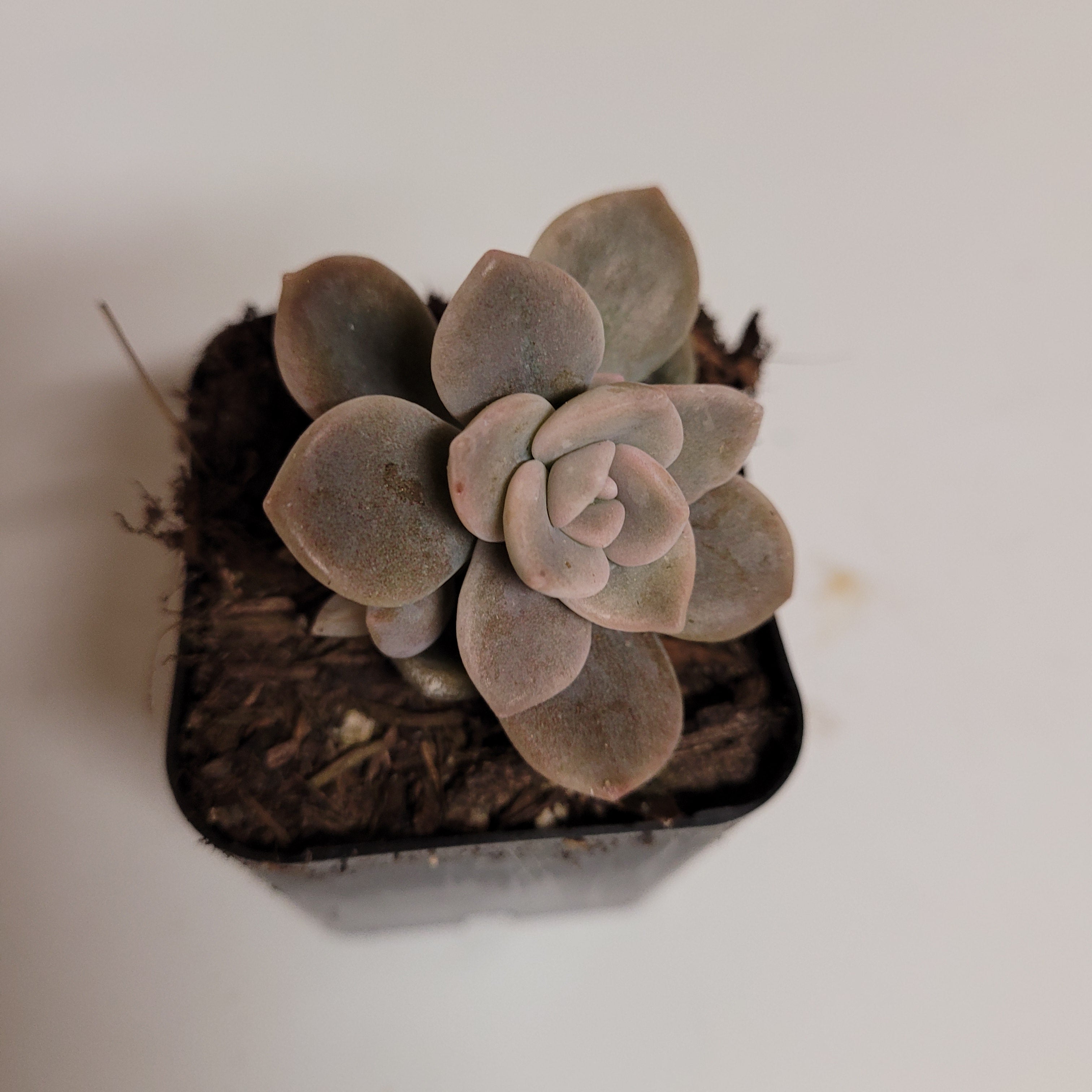 succulent graptoveria Graptoveria Sp