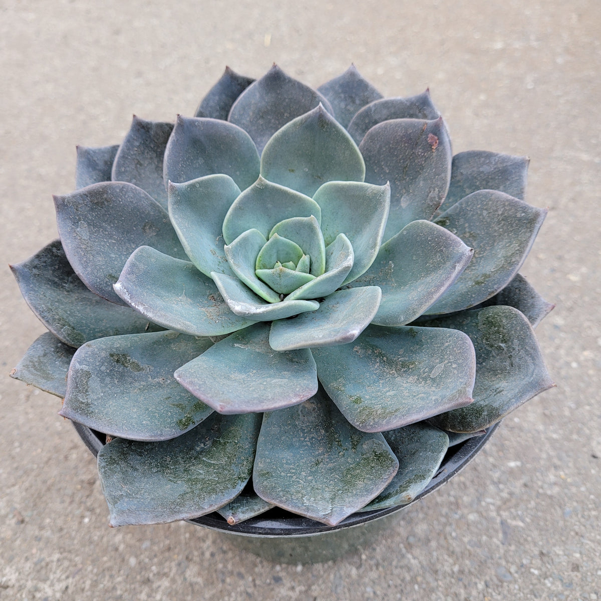 Echeveria 'Blue Prince'