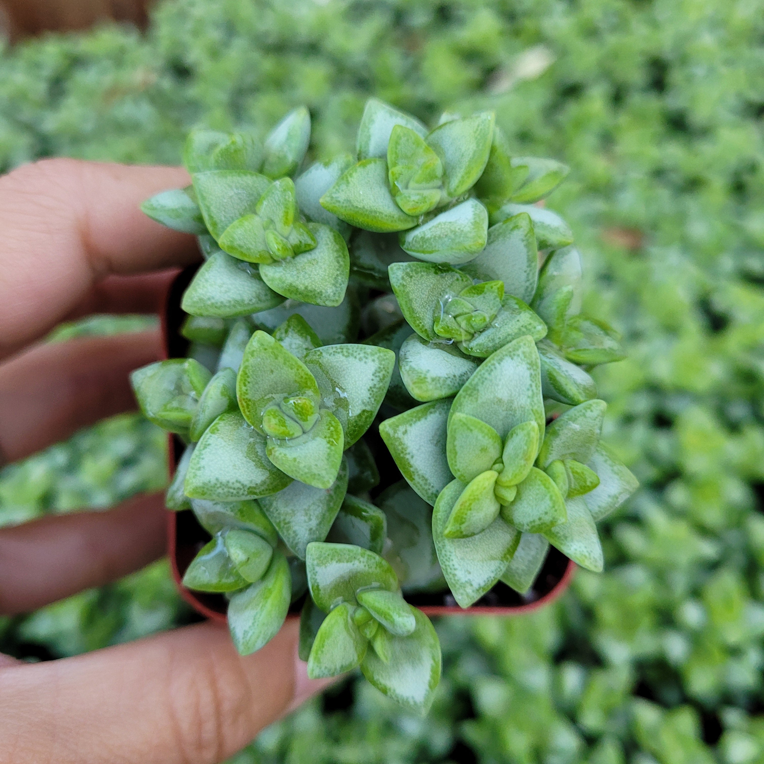 succulent vine plant Crassula rupestris 'Rosary Vine' 4 Inch