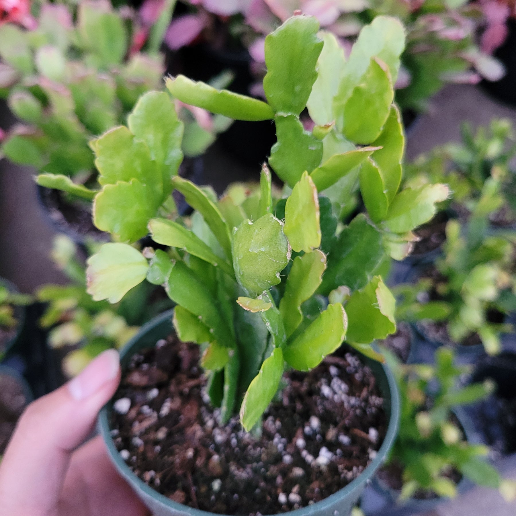 Schlumbergera bridgesii Christmas Cactus - Succulents Depot