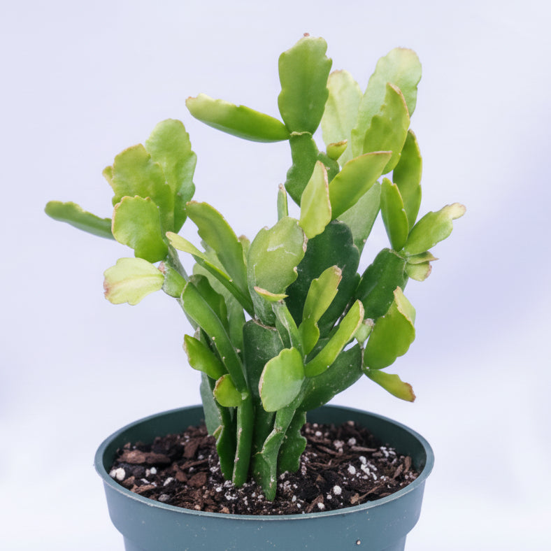 Schlumbergera x buckleyi Christmas Cactus in small pot.
