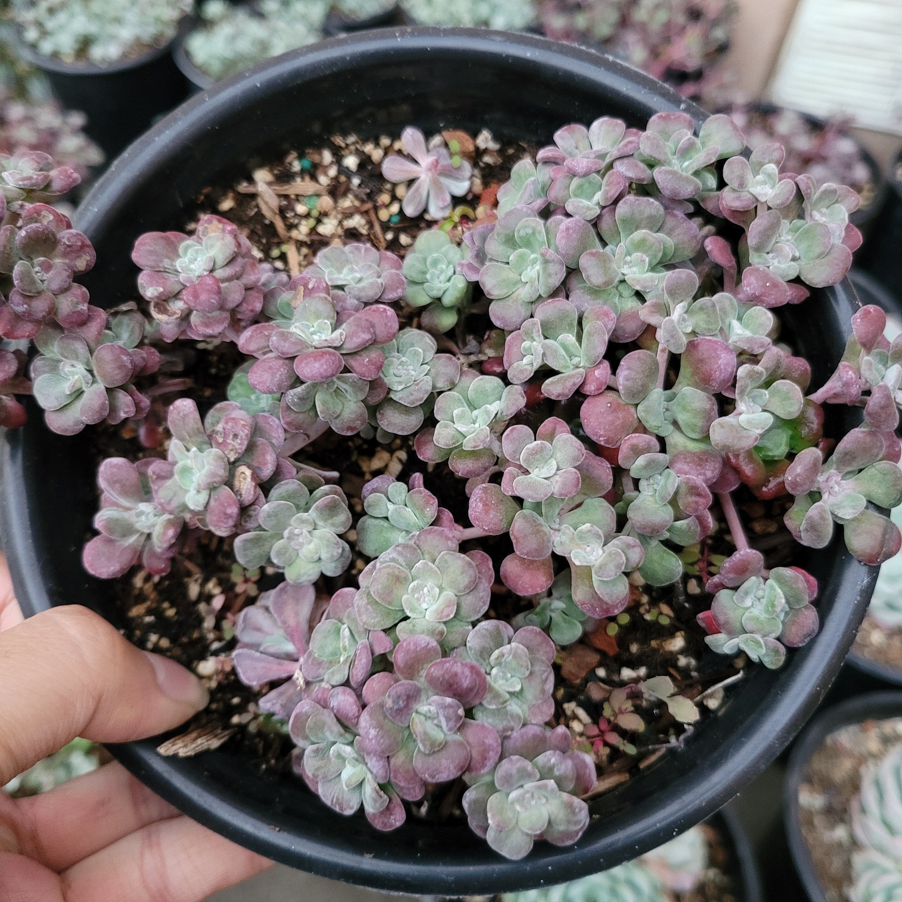 Sedum spathulifolium 'Carnea' Stonecrop in nursery pot.