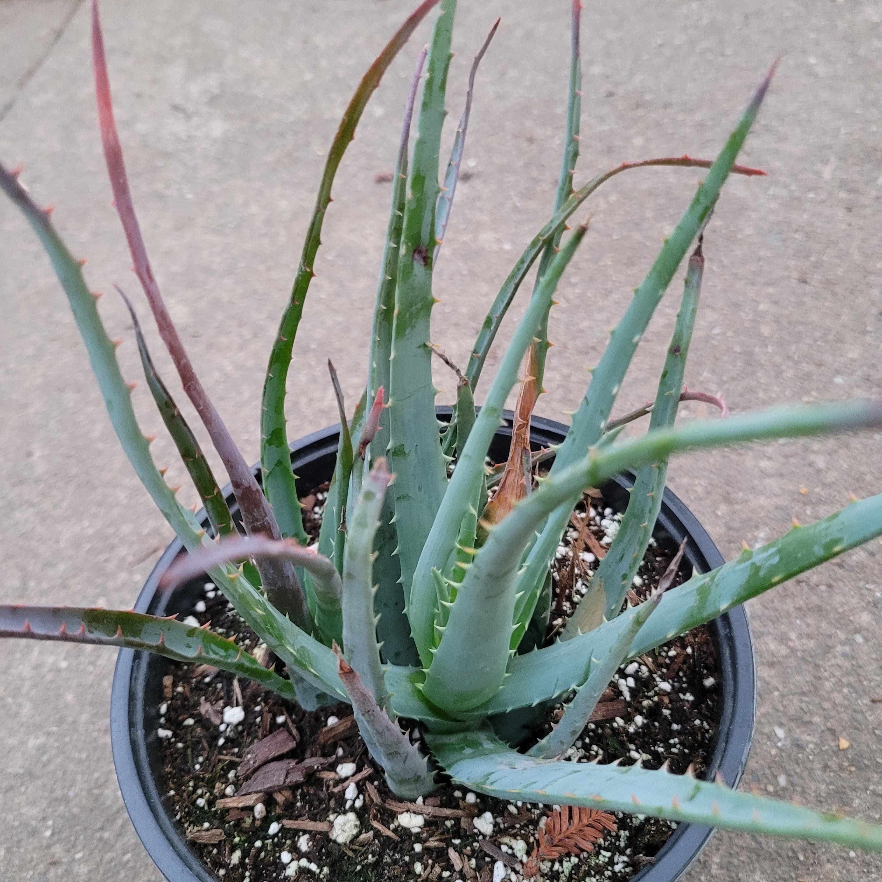 blue aloe succulent Aloe Blue Elf -