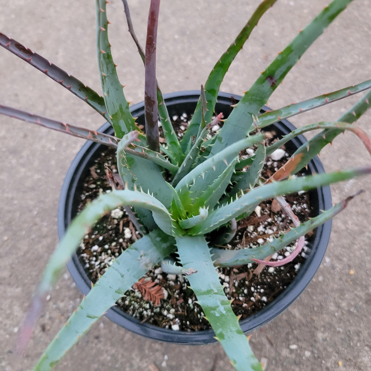 Aloe Blue Elf succulent in a black nursery pot.