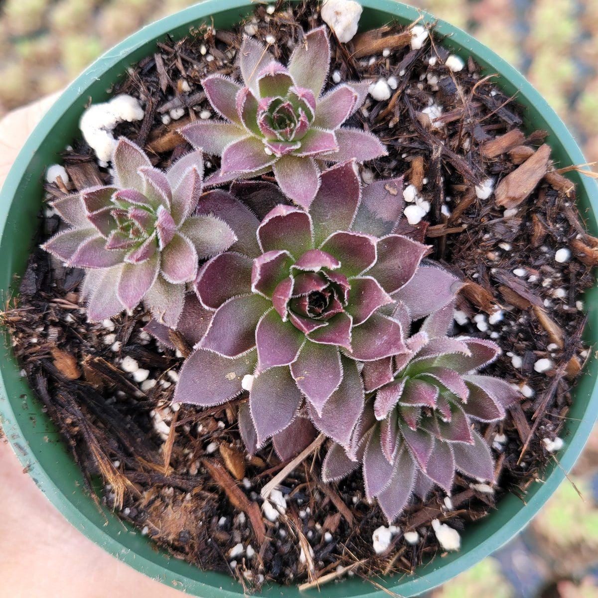Sempervivum Chocolate Kiss in a green nursery pot.