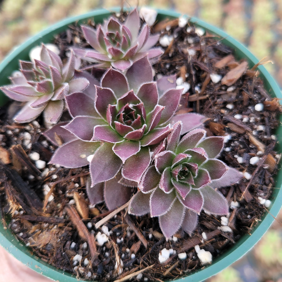Sempervivum Chocolate Kiss in green pot with purple-tinted rosettes.