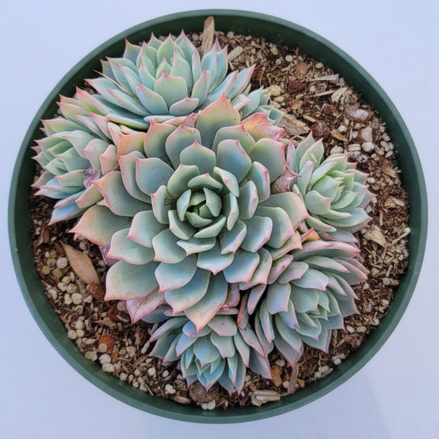 Echeveria 'Blue Mist' potted succulent with pink-tipped rosettes.