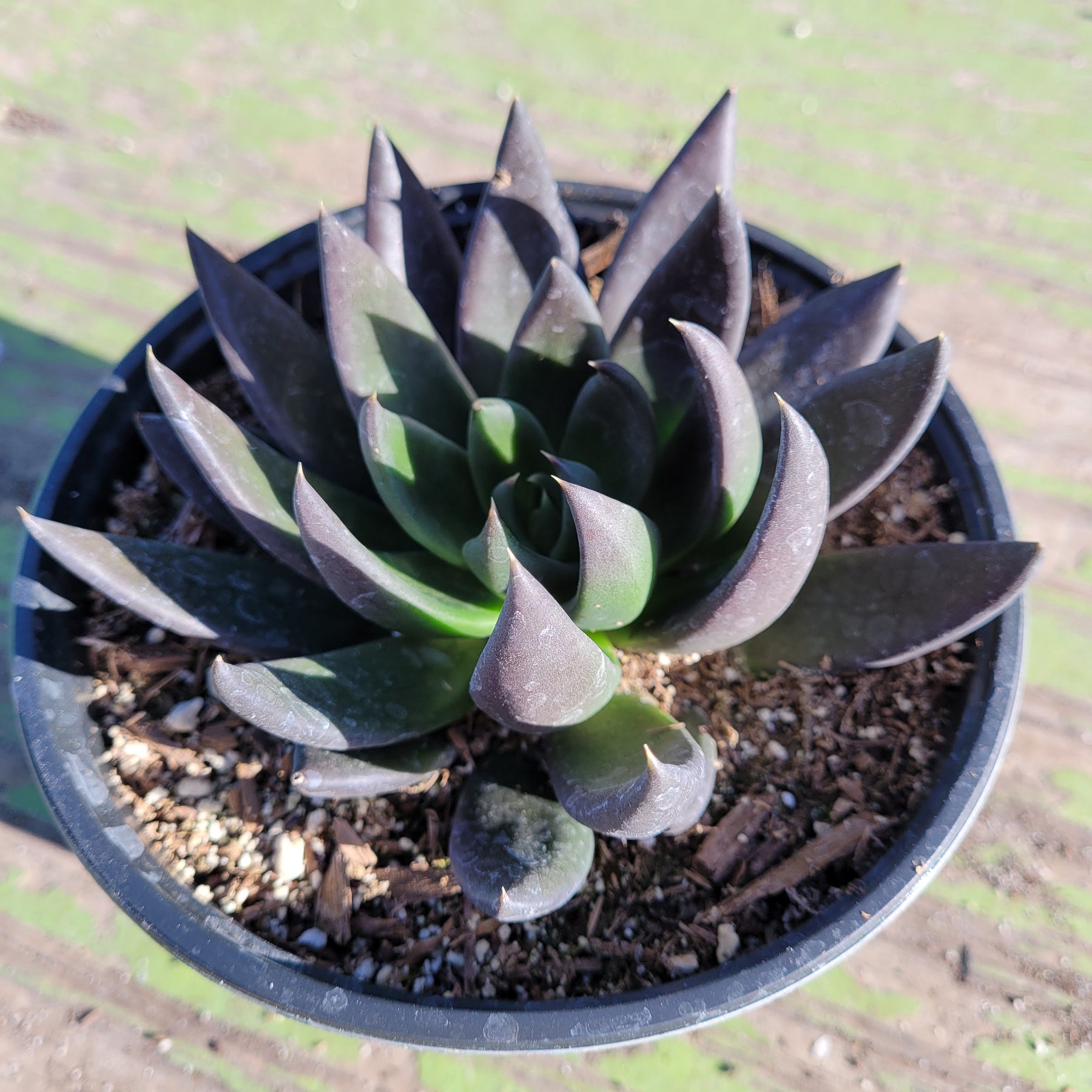 Echeveria 'Black Knight' - Succulents Depot