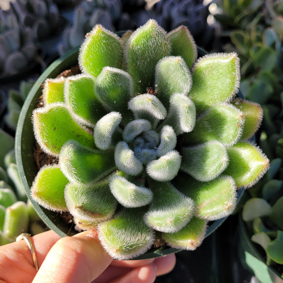 Echeveria 'Doris Taylor', fuzzy rosette succulent in pot.